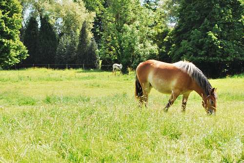 nature brown horse on green grass during daytime horse