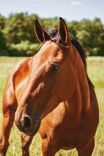 mammal brown horse on green grass field horse