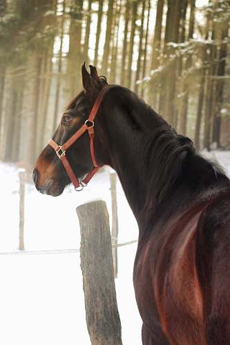 mammal brown horse on snow field horse