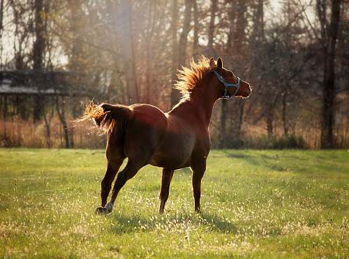 mammal brown horse photograph horse