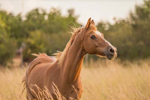 horse brown horse standing near grass mammal