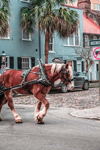 mammal brown horse with carriage horse