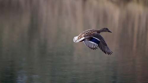 bird brown humming bird teal
