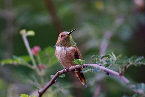 bird brown hummingbird on plant stem hummingbird