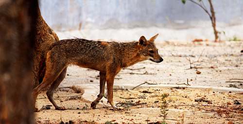 wildlife brown hyena on desert selective-focus photography fox
