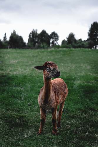 llama brown lamb on meadow alpaca