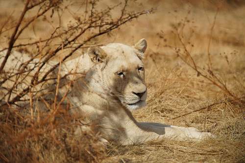 mammal brown lioness lying on brown grass lion