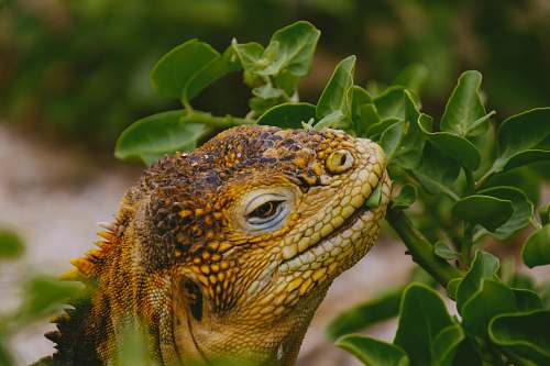 iguana brown lizard eating leaf in close-up photography lizard