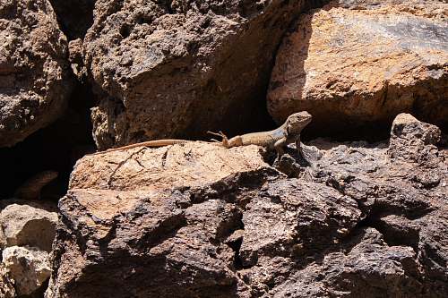 lizard brown lizard reptile