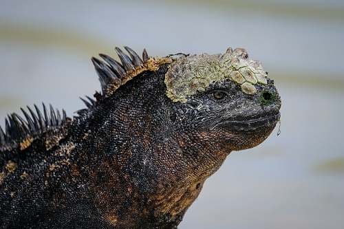 reptile brown lizard iguana