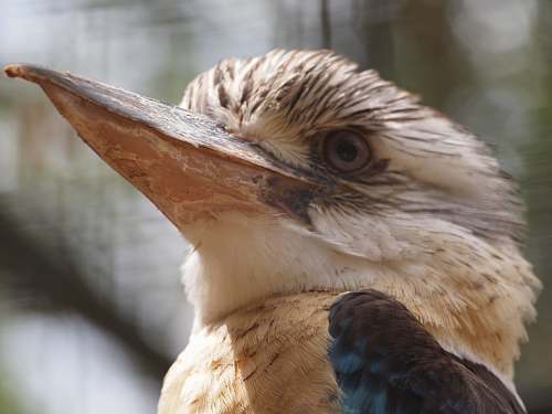 bird brown long beak bird looking sharply beak