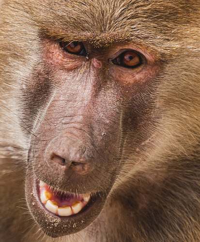 mammal brown monkey face in close-up photo monkey