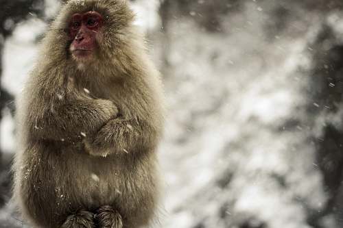 monkey brown monkey outdoor during daytime wildlife