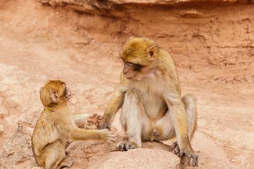 mammal brown monkeys monkey
