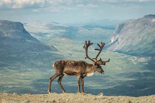 mammal brown moose on gray field elk