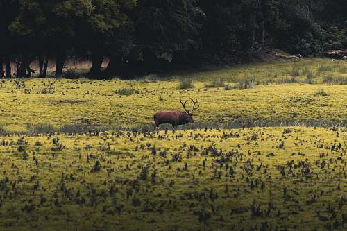 wildlife brown moose deer