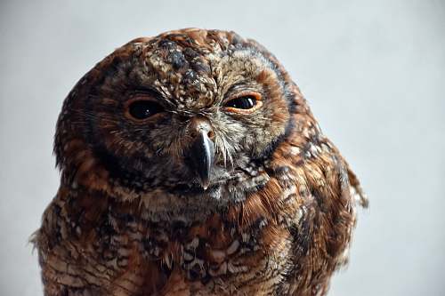 bird brown owl close-up photo owl
