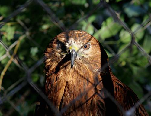 bird brown owl near fence buzzard