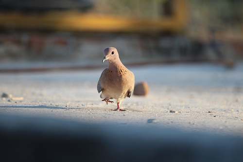 bird brown pigeon pigeon