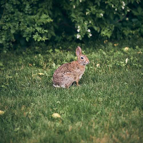 mammal brown rabbit near plant rodent