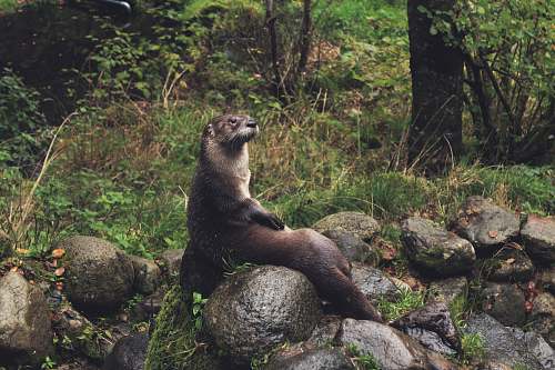 forest brown rodent sitting on gray stone in the forest otter