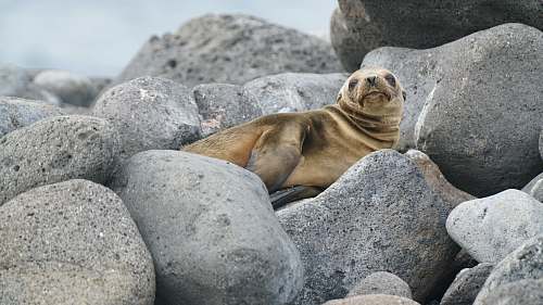 mammal brown seal on gray rocks lion