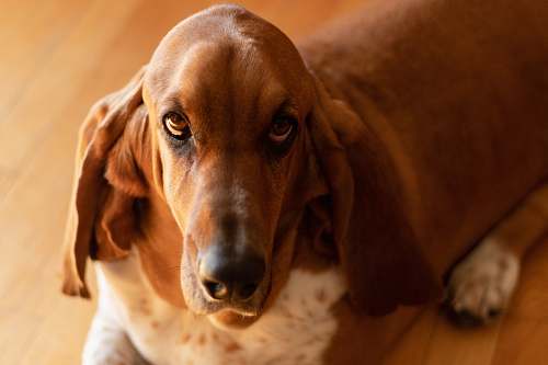 dog brown short coated large dog proning on floor hound