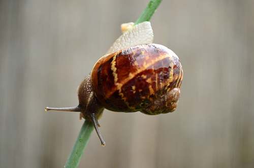 insect brown snail invertebrate