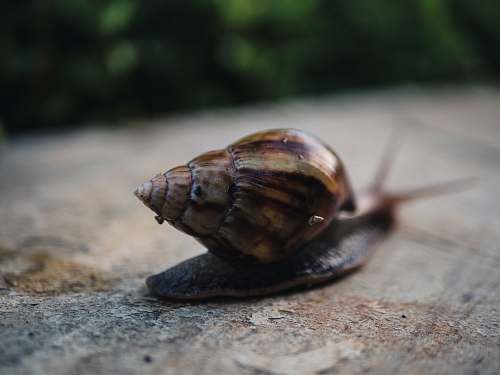 reptile brown snail sea life