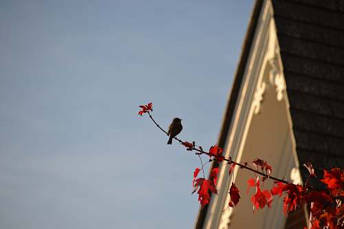 bird brown sparrow bird on red maple leaves finch