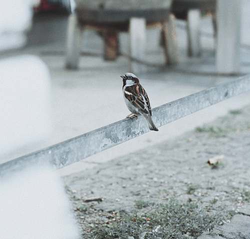 bird brown sparrow standing on steel bar sparrow