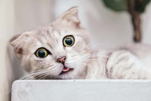 cat brown tabby cat pet