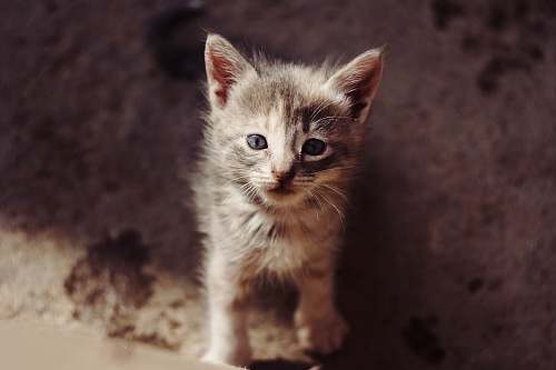 cat brown tabby kitten pet