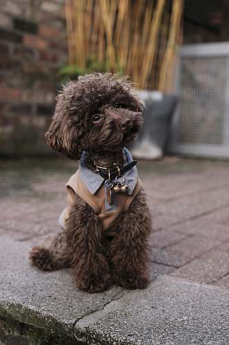 dog brown toy poodle with brown and grey dress on grey pathway selective-focus photography pet
