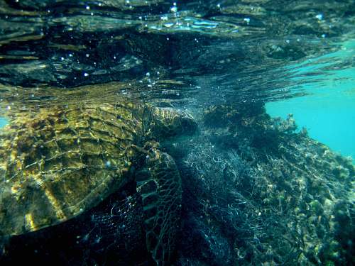turtle brown turtle on water reptile