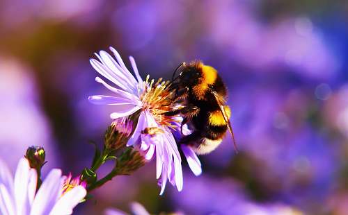 bee bumblebee perching on pink flower honey bee