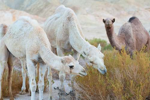 mammal camel eating bush camel