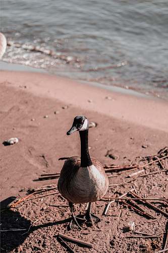 bird Canada goose on shore goose