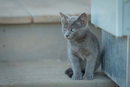 cat cat sitting on stairs beside wall pet