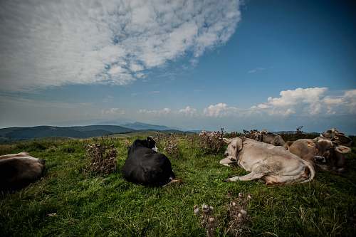 cattle cattle lying on grass cow