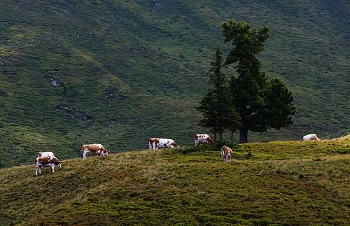 cattle cattle near green trees during daytime cow