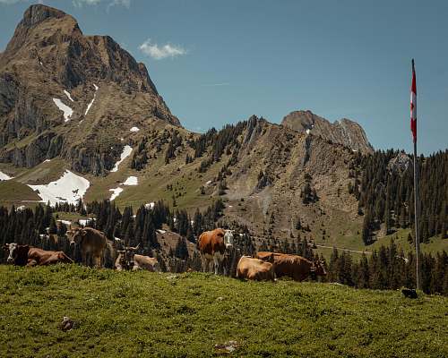 cow cattle on grass during daytime nature