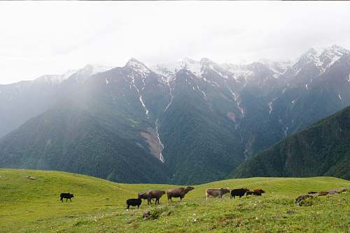 cattle cattle on green field cow