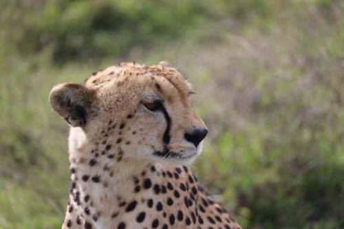 wildlife cheetah beside plant during daytime mammal