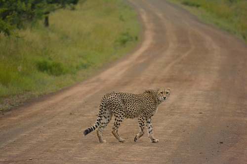 wildlife cheetah near green grass cheetah