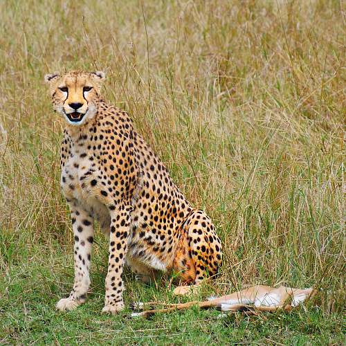 wildlife cheetah photography cheetah