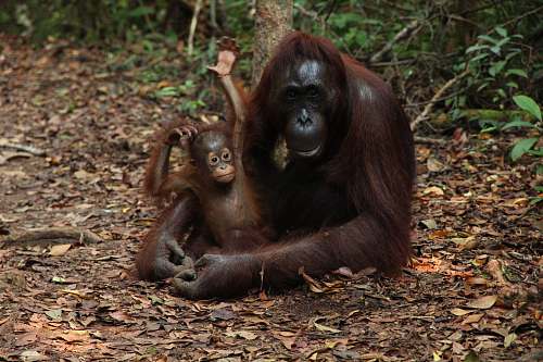 monkey Chimpanzee hugging baby on land orangutan