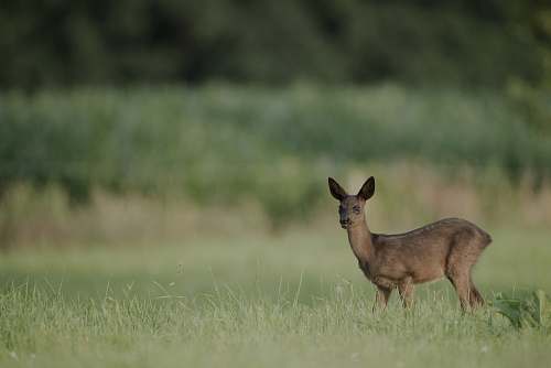 wildlife close-up photo of brown deer standing on green grass field antelope