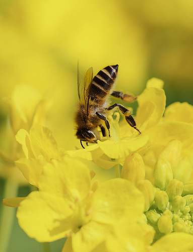 bee close-up photography of bee on yellow flower honey bee