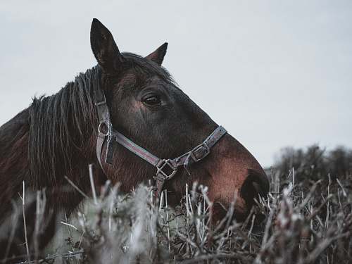 horse close-up photography of brown horse mammal